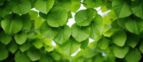 Heart-shaped green leaves on a rounded, densely branched ornamental Carpinus cordata tree.