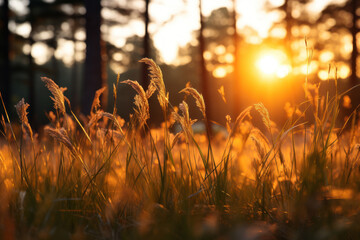 A forest clearing at sunset, with wild grass standing tall and casting captivating macro images....