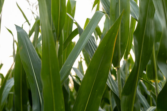 Close-Up of Corn Cobs Growing on Stalks in a Green Field