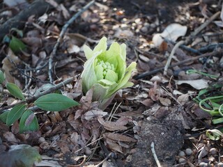 春の山菜　ふきのとう