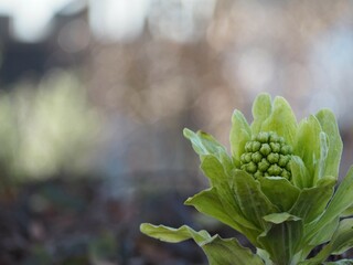 春の山菜　ふきのとう