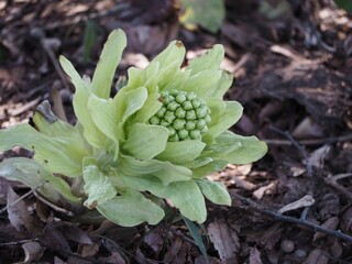 春の山菜　ふきのとう