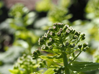 春　成長した蕗の薹