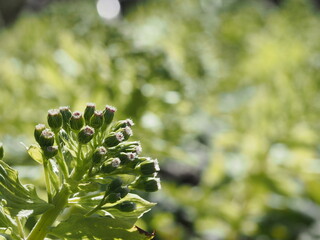 春　成長した蕗の薹