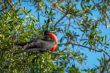 Male frigate perched on the tree branches with its inflated red craw