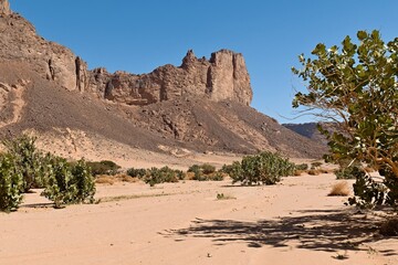 View of rocky mountains and tropical bushes Sodom apple (Calotropis procera) in Wadi Amais. Tassili n Ajjer National Park. Sahara, Algeria, Africa.