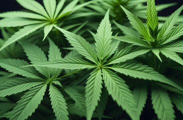 cannabis leaf background.