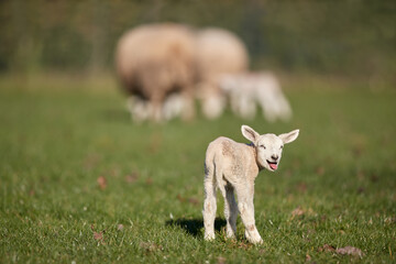 Young white lamb sticks out tongue