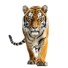 Fototapeta premium A tiger with striking stripes approaching the camera.
