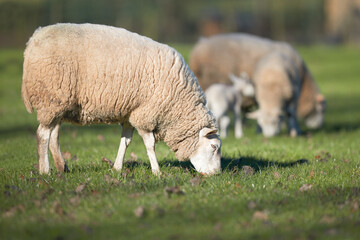 Fototapeta premium White Flemish sheep grazes on meadow