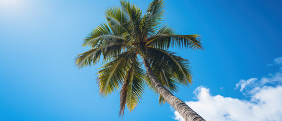 Fototapeta premium Looking up to the blue sky win sun behind the palm trees