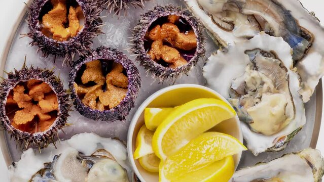 Seafood dish on ice, sea urchins oysters lemon 4k video close up