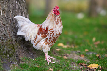White brown rooster next to tree in garden