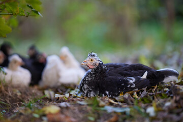 Nest of young chickens outside