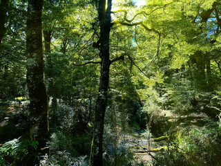 New Zealand pristine native bush. Southern Beech forest and stream in the Kaimanawa Ranges, central North Island. Light shining through trees. Beautiful nature.