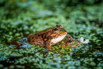 Frog in water. Pool frog swimming. Pelophylax lessonae. European frog.