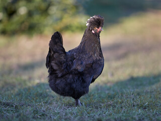 Black Poland chicken free range