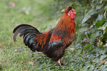 Fototapeta premium Red rooster in the farm