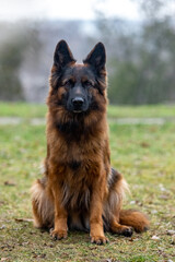 German Shepherd on a walk in the park