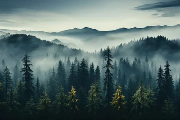Foto op Plexiglas The mystical allure of a foggy fir forest, where the mist dances between the evergreen trees, creating a serene and captivating mountain scene. © NS
