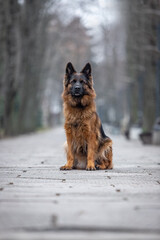 German Shepherd on a walk in the park