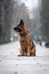 German Shepherd on a walk in the park