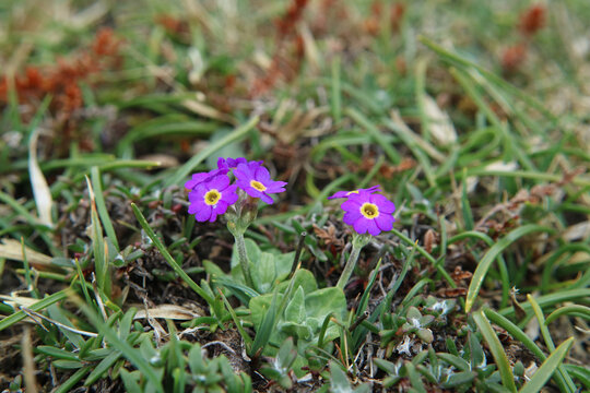 Scottish Primrose flower