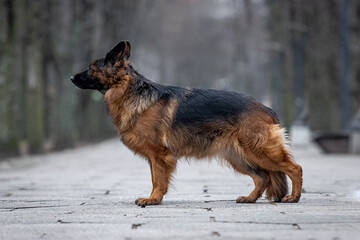 German Shepherd on a walk in the park