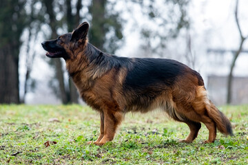 German Shepherd on a walk in the park