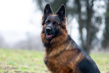 German Shepherd on a walk in the park