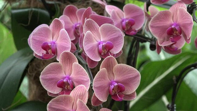 Flowers. Orchids in the Botanical Garden. Macro. Orchid flower blooms in spring. Decoration of the beauty of nature. Rare wild orchid in a tropical garden in Singapore. Flora closeup.