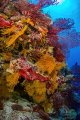 Colourful reef