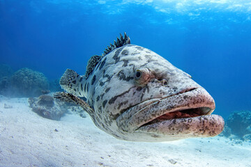 Potato cod portrait © andriislonchak