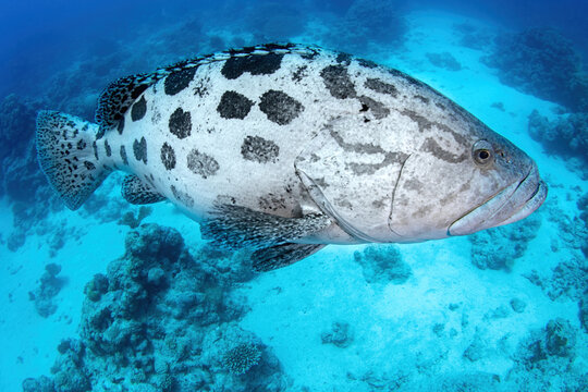 "Potato Cod" Images – Browse 540 Stock Photos, Vectors, and Video ...
