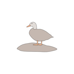 duck on a rock