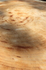 切り株 年輪