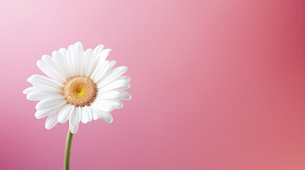 White daisy on a pink background with copy space