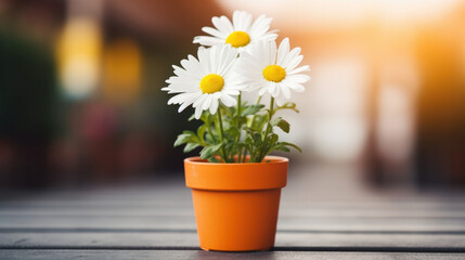 Fototapeta premium White Daisy flowers in a vase