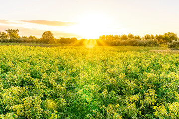 beautiful view in a green farm field with plants and vegetables and golden cloudy amazing sunset or...