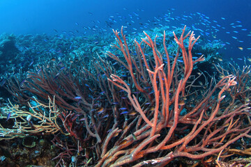 Coral reef landscape