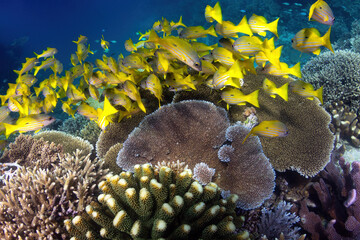 A school of golden snapper at the Great Barrier Reef