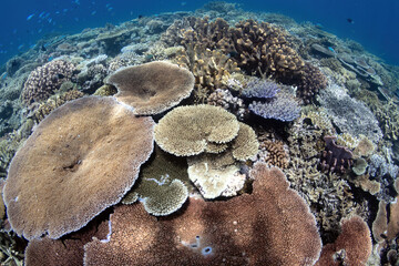 View over the coral reef covered in large table corals