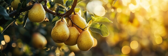 Ripe pears bathed in the golden glow of sunset, hanging from a lush tree - obrazy, fototapety, plakaty