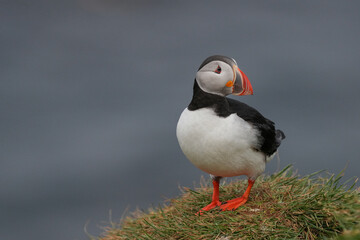 Papageitaucher an der Küste im Norden von Island