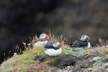 Gruppe von drei Papageitaucher an der Küste im Norden von Island