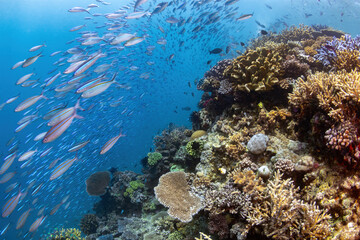 Reefscape at the Great Barrier Reef with hard corals and a school of fusiliers 