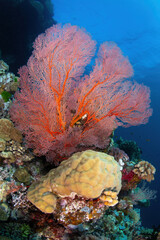 Corals at the reef wall. Vertical frame. © andriislonchak
