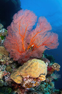 Corals at the reef wall. Vertical frame.