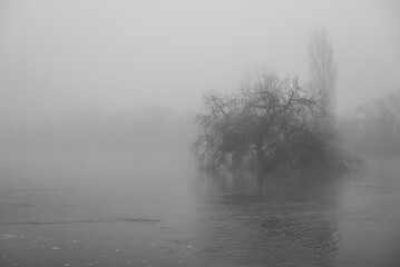 Arbre dans l'eau et brume du petit matin pendant les inondations de Saintes