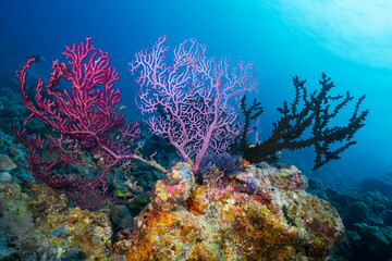 Naklejka na ściany i meble A trio of corals